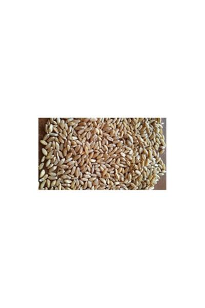 karacadağ İşlenmemiş Buğday 1Kg