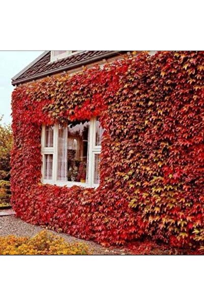 ASES Saksıda Amerikan Sarmaşığı boy 200 cm