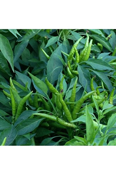 Köy Tohumları 200 Adet Tohum Acı Aşağı Bakan Cin Süs Biberi Tohumu Saksı Topr...