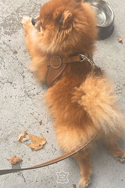 BANDOGSTYLE Avanos Koleksiyon Gerçek Pull- Up Deri Cam Nazar Boncuğu Işlemeli Köpek Gezdirme Tasması