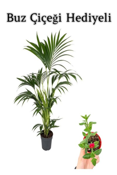 serada decor & plant Canlı Yapraklı Areka-Areca Salon Palmiyesi Sevgililer Gü...