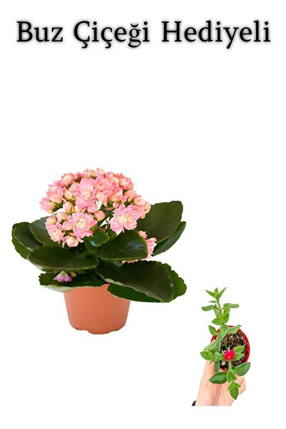 Bitkim Sende Öğretmenler Gününe Özel Açık Pembe Kalanşo-emel Hanım Buz Çiçeği...