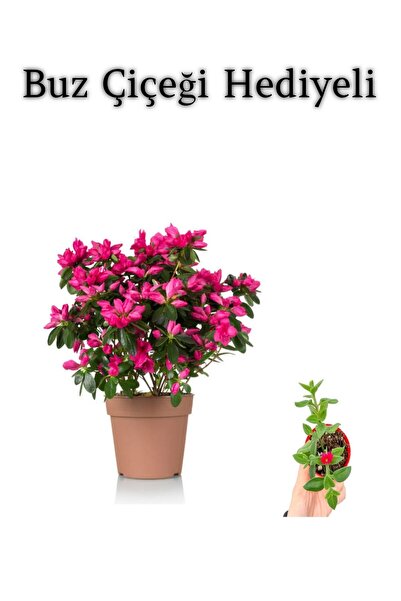 Bitkim Sende Hediyelik Pembe Açelya Sevgililer Gününe Özel BUZ ÇİÇEĞİ HEDİYELİ