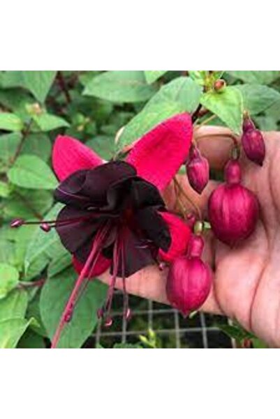 Köy Tohumları 20 Adet Tohum Nadir Siyah Küpe Çiçeği Küpeli Çiçek Mezarlık Kab...