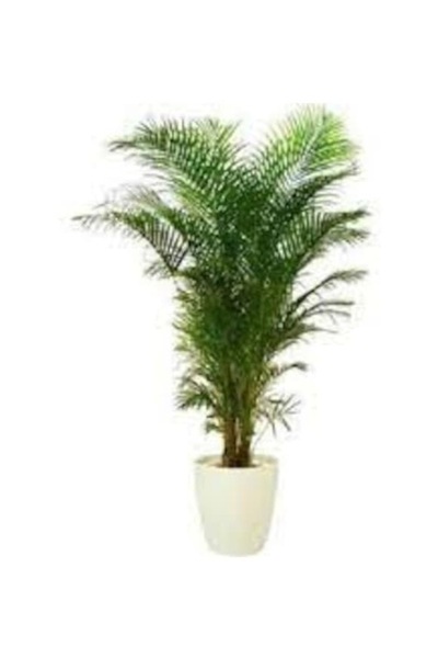 Köy Tohumları 10 Adet Tohum Nadir Salon Palmiyesi Palmiye Tohumu Taze Tohum H...