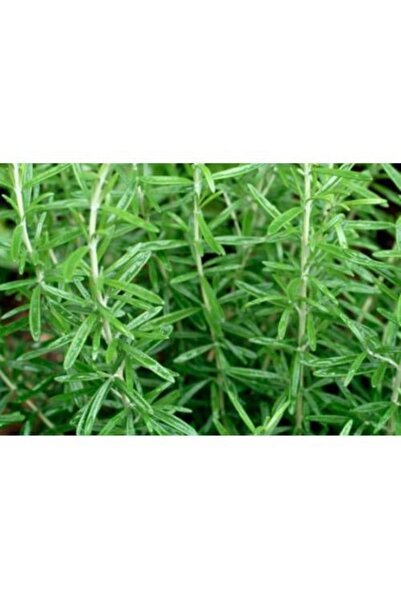 Köy Tohumları 50 Adet Tohum Saksılık Bahçelik Hobi Biberye Biberiye Tohumu Ta...