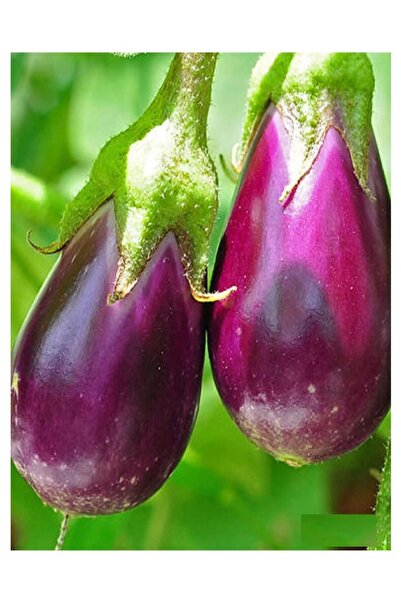 Köy Tohumları 100 Adet Tohum Dolmalık Kurutmalık Antep Patlıcan Tohumu Yeni H...