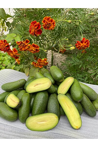 KILINÇ TROPİKAL 2 KG BEBEK AVOKADO