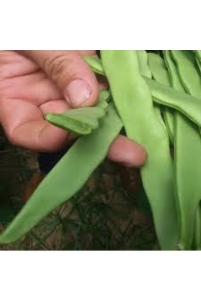 Köy Tohumları 250 Adet Tohum Nadir Erkenci Taze 40 Günlük Fsulye Fasülye Tohumu Organik Mız