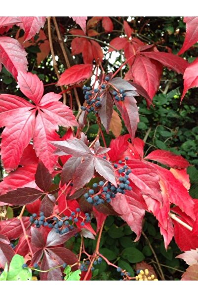 Köy Tohumları 15 Adet Tohum Yeşil Amerikan Sarmaşık Sarmaşığı Tohumu Yeni Has...