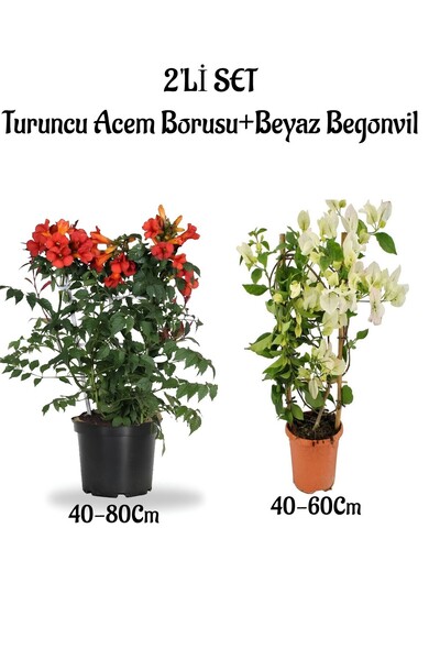 Bitkim Sende Turuncu Renk Acem Borusu(Borazan) Çiçeği+Beyaz Begonvil Çiçeği S...