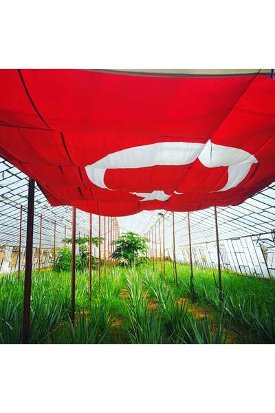 AKDENİZ ALOE VERA Aloe Vera - Sarı Sabır- Şifalı Bitki-saksılı-30-40 Cm