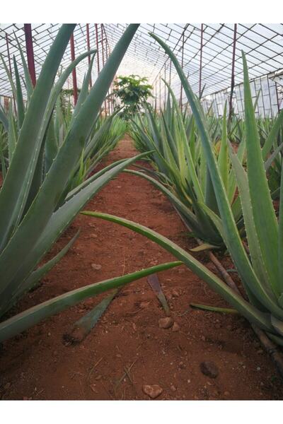 AKDENİZ ALOE VERA Aloe Vera Fidan 15-20 Cm -sarı Sabır- Şifalı Bitki Fidanı S...
