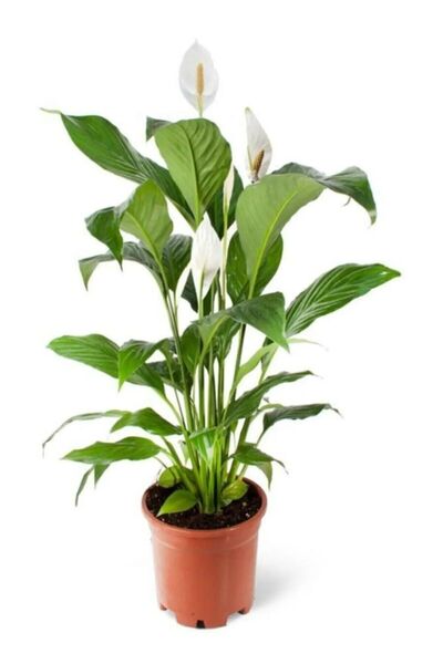 Bizgetiriyoruz Barış Çiçeği - Spathiphyllum 70-80 Cm