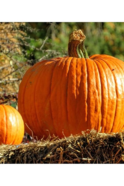 Köy Tohumları 100 Adet Tohum Nadir Boşnak Sarı Bal Kabağı Tohumu Organik Köy ...