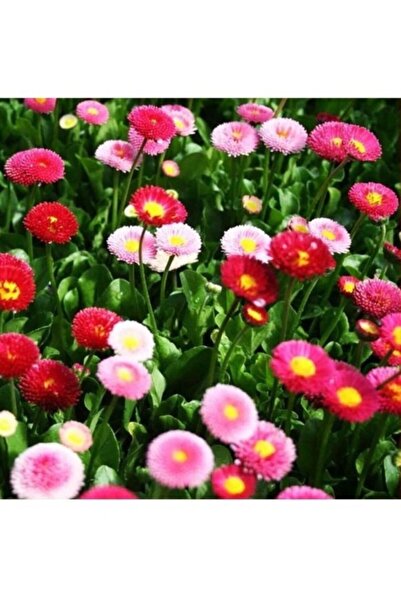 Köy Tohumları 100 Adet Tohum Nadir Karışık Ponpon Çiçeği Tohumu Mezar Çiçeği ...