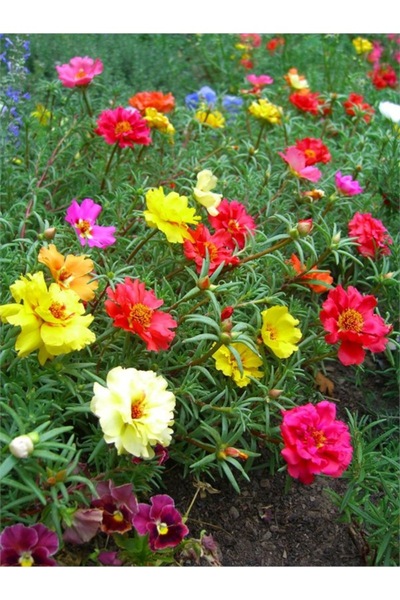 Köy Tohumları 100 Adet Tohum Nadir Karışık İpek Şellaki Çiçeği Kabir Mezarlık...