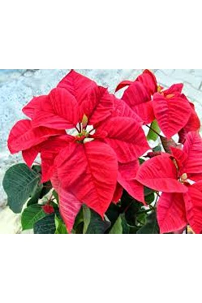 Köy Tohumları 10 Adet Tohum Nadir Kırmızı Atatürk Çiçeği Tohumu Mezarlık Kabi...