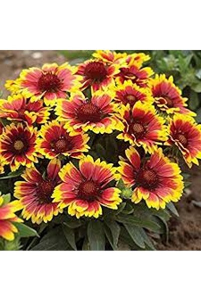 Köy Tohumları 30 Adet Tohum Nadir Meramlı Kız Çiçeği Tohumu Mezarlık Kabir Çi...