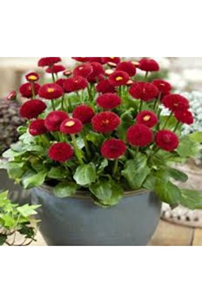 Köy Tohumları 20 Adet Tohum Nadir Pon Pon Çiçeği Tohumu Mezarlık Kabir Çiçeği...