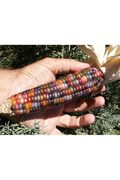 Köy Tohumları 30 Adet Tohum Renkli Gökkuşağı Mısır Hint Mısırı Tohumu Hediye ...