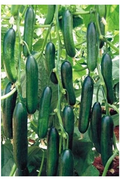 Köy Tohumları 50 Adet Tohum Nadir Erkenci Bol Verimli Köy Salatalık Tohumu Aç...