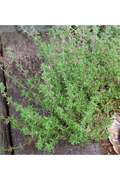 Köy Tohumları 100 Adet Tohum Nadir Organik Saksılık Balkon Mis Kokulu Kekik T...