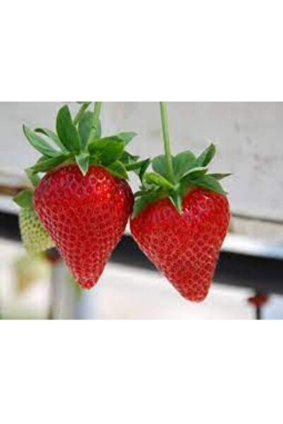 Köy Tohumları 30 Adet Tohum Nadir İthal Organik Amerikan Çileği Tohumu Hediye...