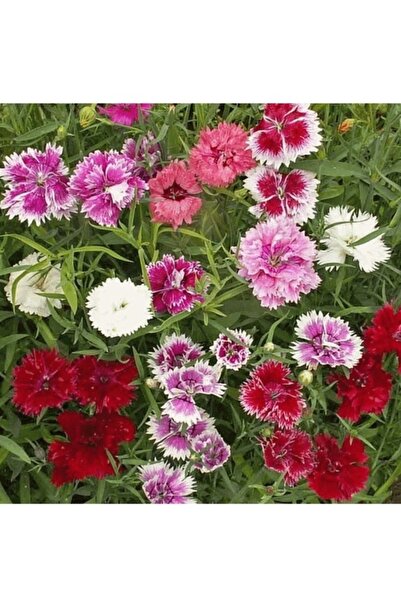 Köy Tohumları 50 Adet Tohum Katmerli Çin Karanfili Mezarlık Çiçeği Saksı Topr...