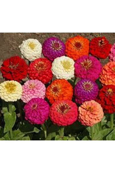 Köy Tohumları 10 Adet Tohum Nadir İthal Karışık Kağıt Çiçeği Tohumu Hediyelid...