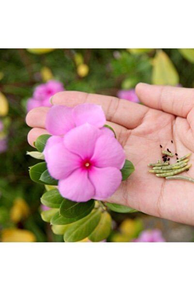 Köy Tohumları 10 Adet Tohum Kırmızı Rozet Çiçeği Tohumu Saksı Toprak Mezar Çi...