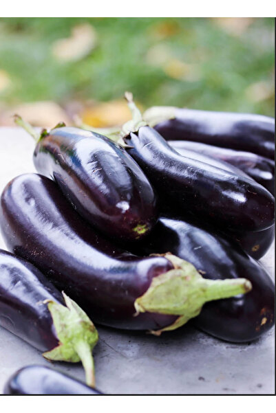 ECOLIFE TROPICAL 1 Kg Patlıcan - Anamur