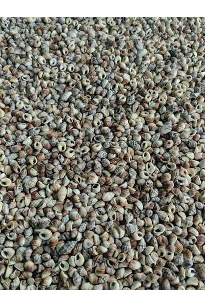 Seashell Rio Minik deniz kabukları / 100 adet / 1-1,5 cm / Deliksiz