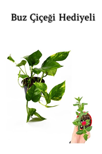 serada decor & plant Pothos Alacalı Salon Sarmaşığı Sevgililer Gününe Özel BU...
