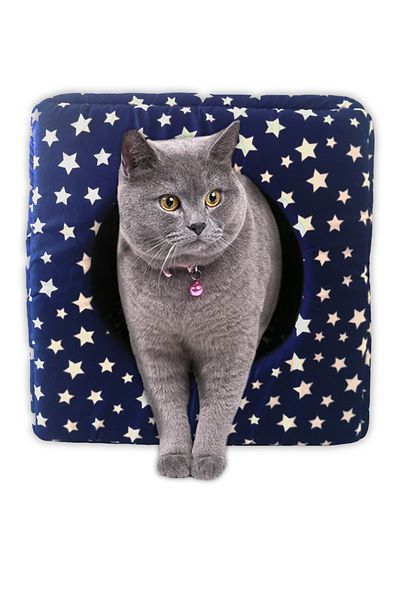Patiderm Three Function Cat Dog Closed Square Sponge Bed - Blue