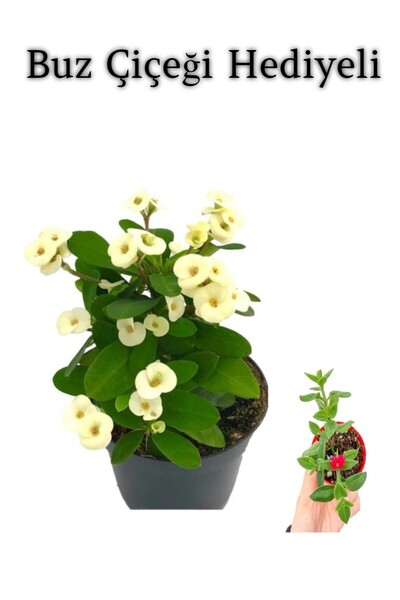 serada decor & plant Beyaz Çiçekli Kaktüs Milli Dikenler Tacı Anneler Gününe ...