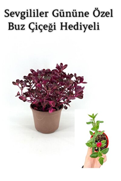 serada decor & plant Kadınlar Gününe Özel Çingene Şalvarı|iresine Herbtis Bit...