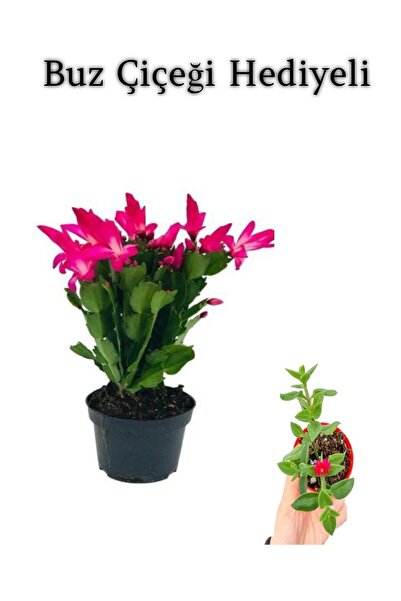 serada decor & plant Anneler Gününe Özel Pembe Renk Yılbaşı Buz Çiçeği Hediyeli