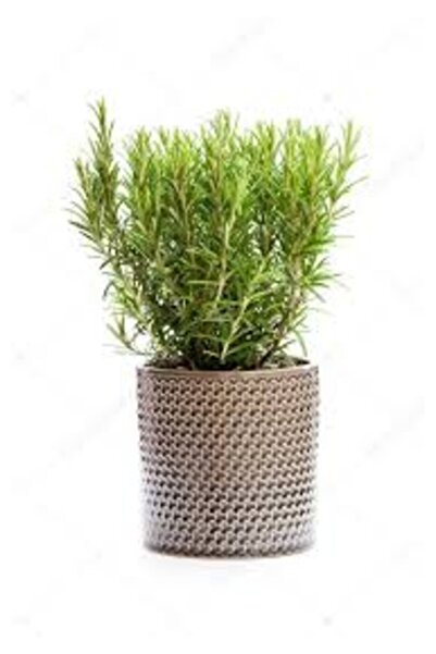 Köy Tohumları 100 Adet Tohum Nadir Hobi Balkon Biberye Biberiye Taze Hasat To...