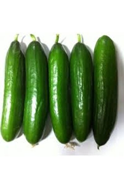 Köy Tohumları 50 Adet Tohum Organik Doğal Antalya Açık Tarla Badem Salatalık ...