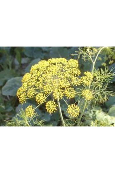 Köy Tohumları 20 Adet Tohum Nadir Faydalı Tarhana Otu Tohumu Yeni Hasat Saksı...