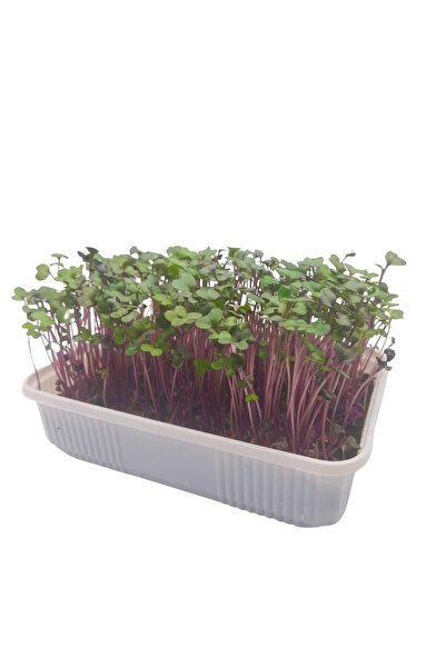 Pauls Micro Farm Evde Mikro Yeşil Deneyim Seti (Mor Lahana)