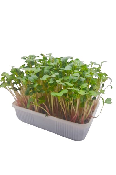 Pauls Micro Farm Evde Mikro Yeşil Deneyim Seti (Turp)