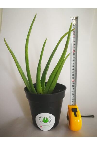 AKDENİZ ALOE VERA Aloe Vera -sarı Sabır -sifalı Bitki-20-30 Cm- Saksısız