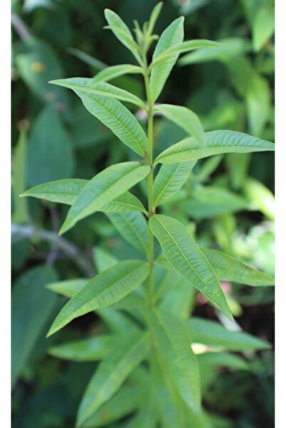 bahçevilya Limon Otu Bitkisi - Evinize Tazelik ve Lezzet Katın!