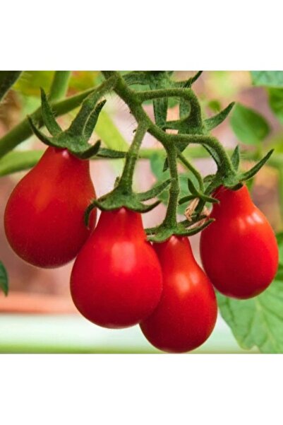 Köy Tohumları 50 Adet Tohum Nadir Benekli Kırmızı Ampul Domates Tohumu Hediye...