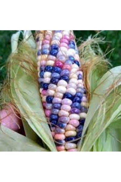 Köy Tohumları 50 Adet Tohum Nadir Lila Renkli Mısır Tohumu Organik Doğal Hedi...