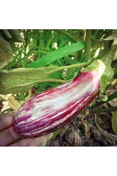 Köy Tohumları 100 Adet Tohum Nadir Manisa Alacası Kemer Patlıcan Tohumu Organ...