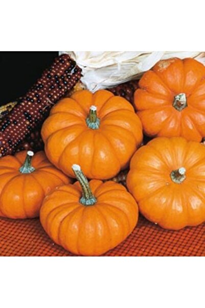 Köy Tohumları 50 Adet Tohum Nadir Boşnak Bal Kabağı Tohumu Organik Doğal Kabak Ata Organik Tohum