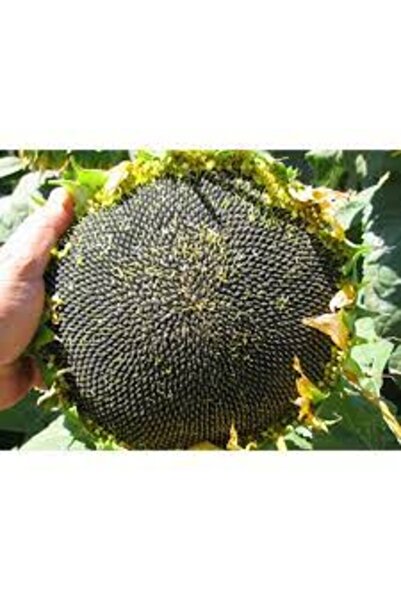 Köy Tohumları 100 Adet Tohum Nadir Kayseri Pijamalı Ay Çekirdeği Tohum Organi...